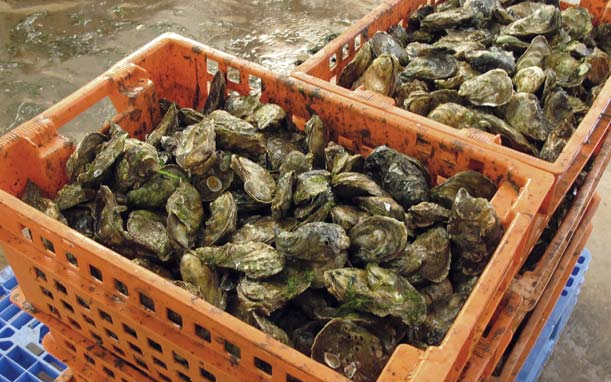 Oysters In Plant