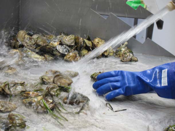 Washing Oysters