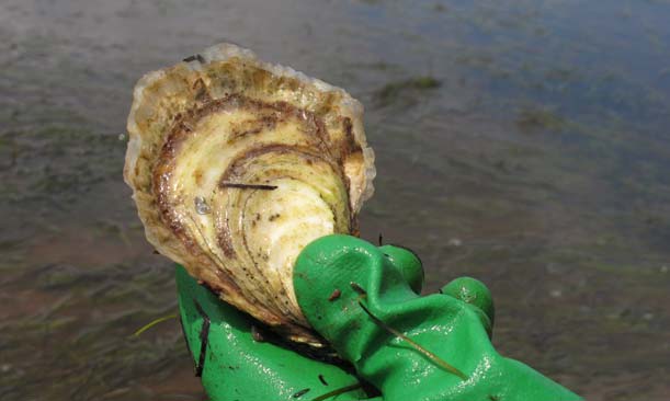 Oyster New Growth